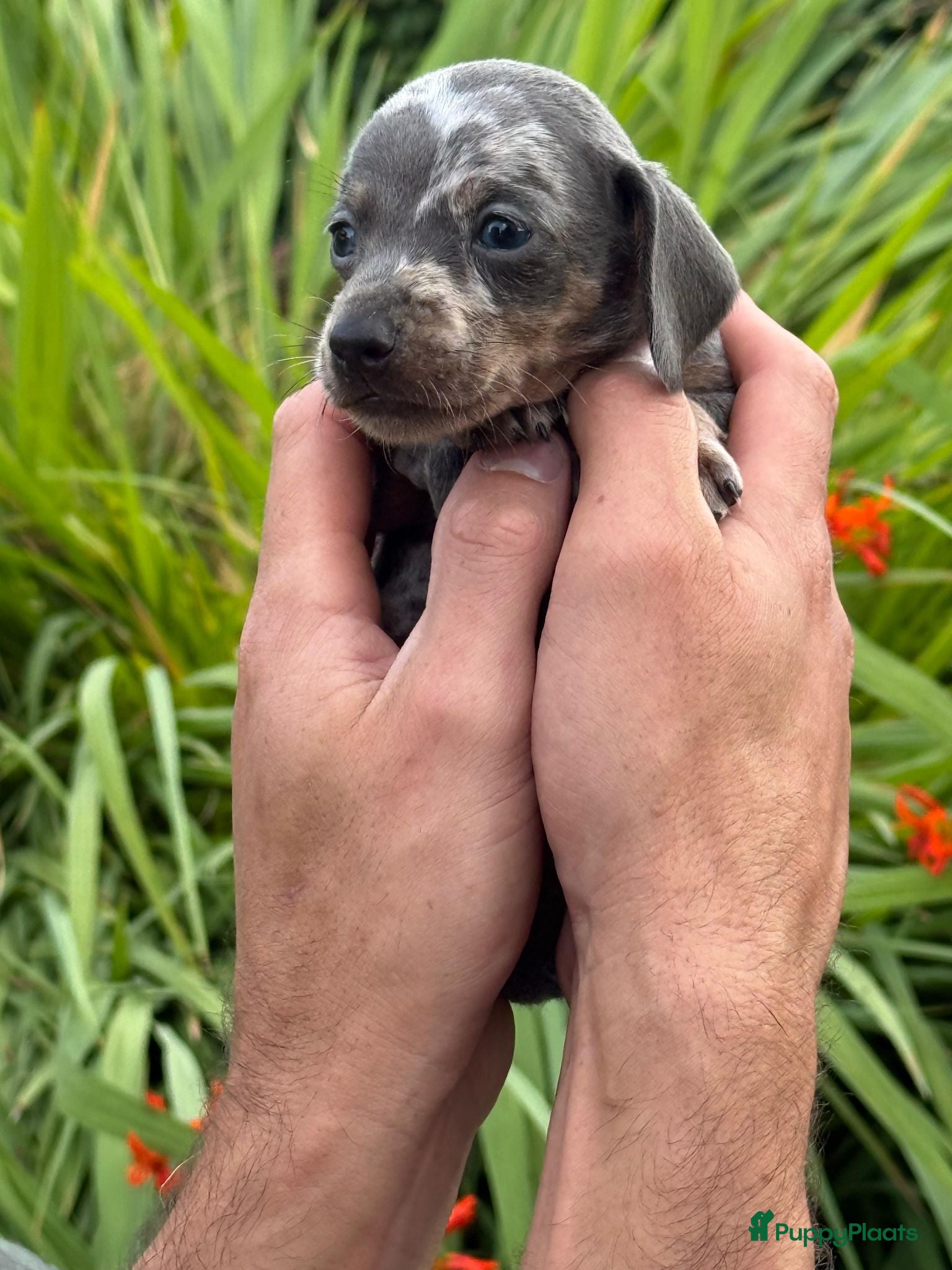 Teckel (korthaar)  honden mooie pups te koop. aparte kleuren dwerg teckel - Advertentie 2