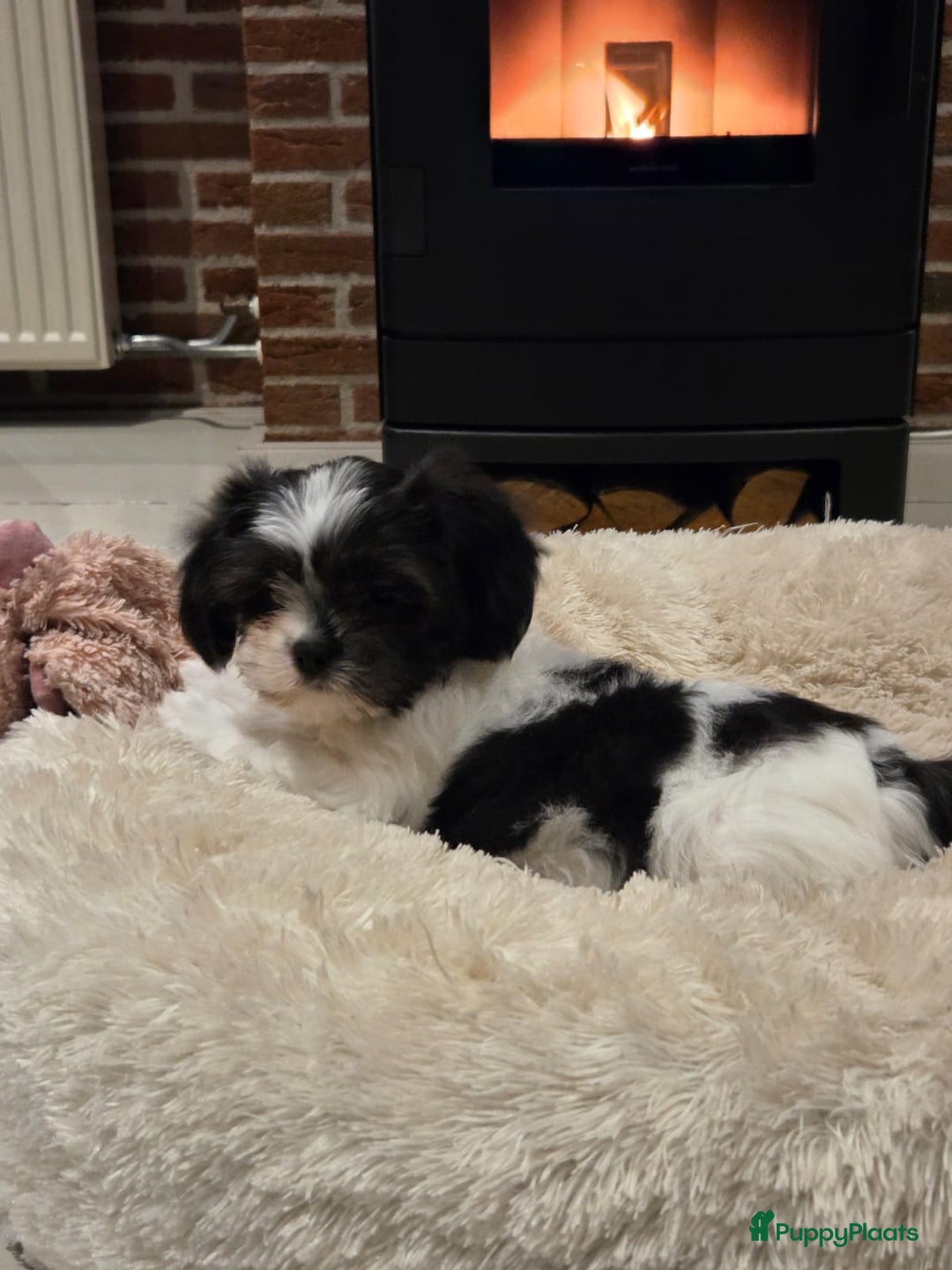 Malshi honden te koop: Prachtige Boomer pups - Advertentie 4