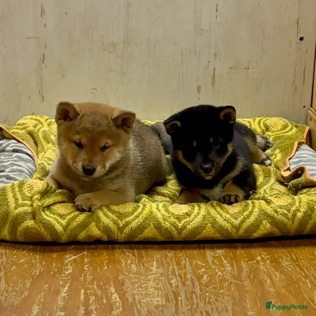 Shiba honden te koop: Shiba inu  - Advertentie 3