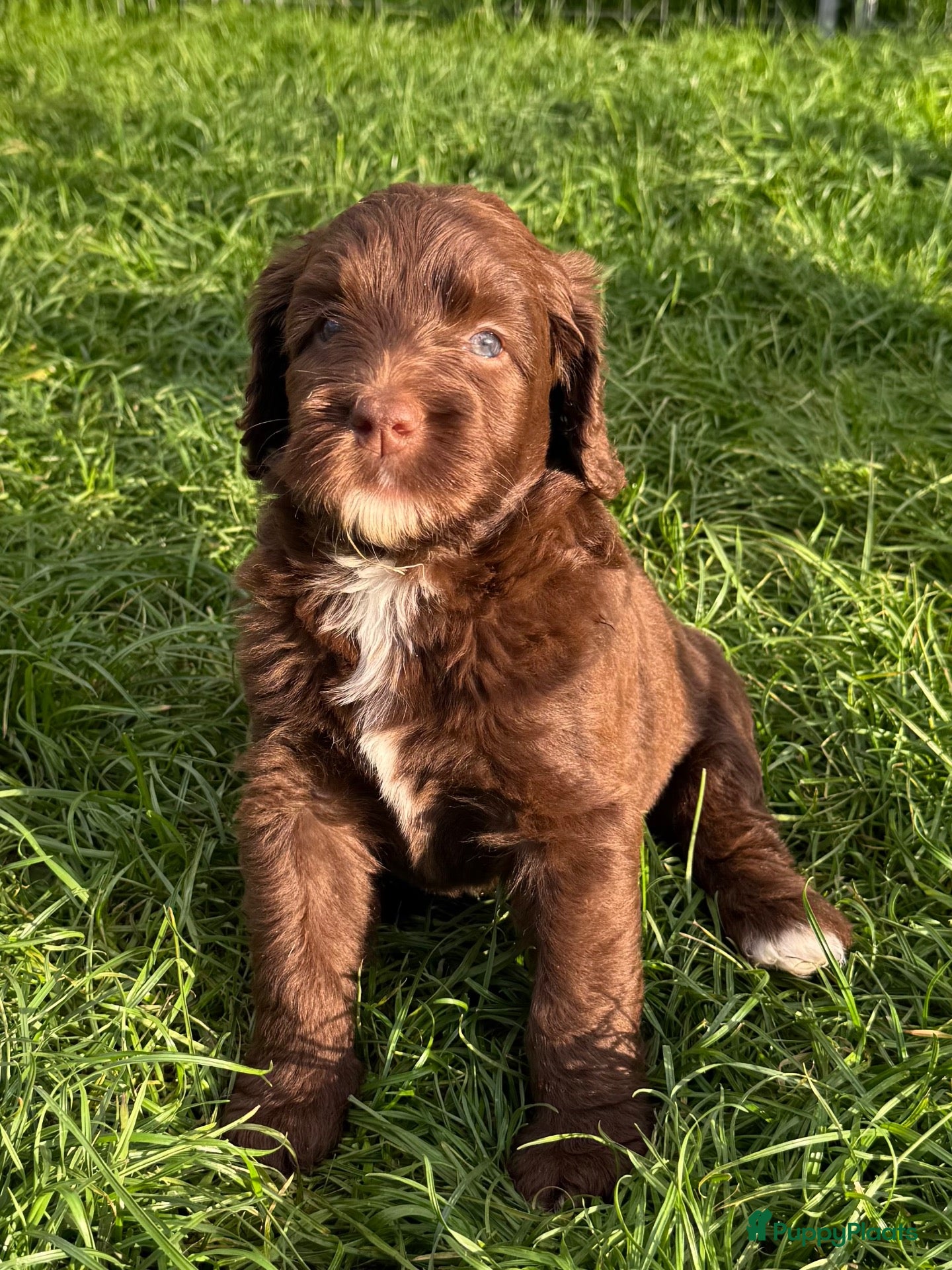Labradoodle honden Multigen medium chocolade labradoodle pups - Advertentie 17