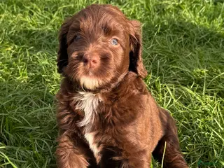 Labradoodle honden Multigen medium chocolade labradoodle pups - Advertentie 17