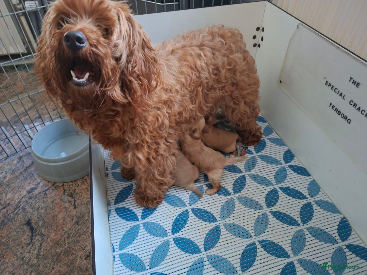 Cavapoo honden te koop: cavapoo puppen beschikbaar - Advertentie 2