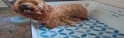 Cavapoo honden te koop: cavapoo puppen beschikbaar - Advertentie 1