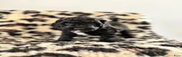 Labradoodle honden te koop: Nog 4 Mini Labradoodle pups beschikbaar.  - Advertentie 11
