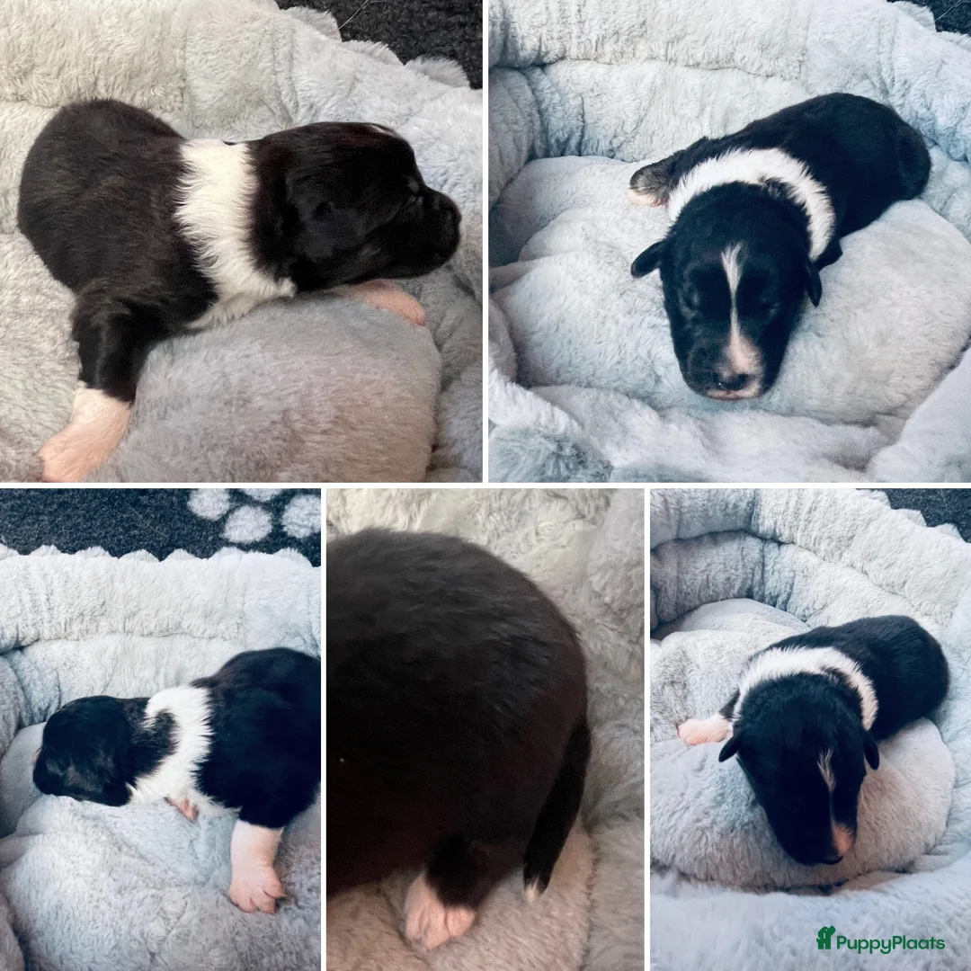 Australian Shepherd honden te koop: Prachtige pups Australian shepherd X  - Advertentie 8