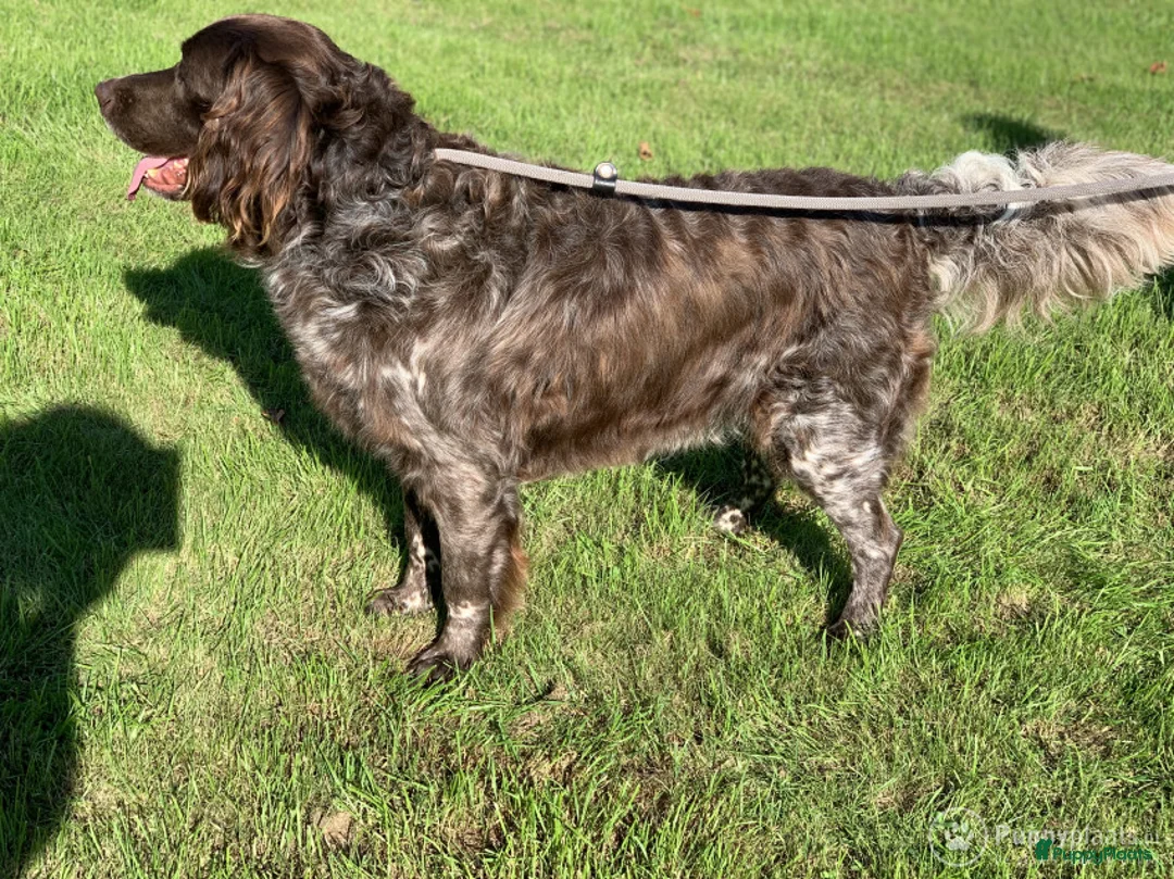 Heidewachtel honden ter dekking: Heidewachtel dekreu met stamboom  in Berg en Terblijt - Advertentie 5