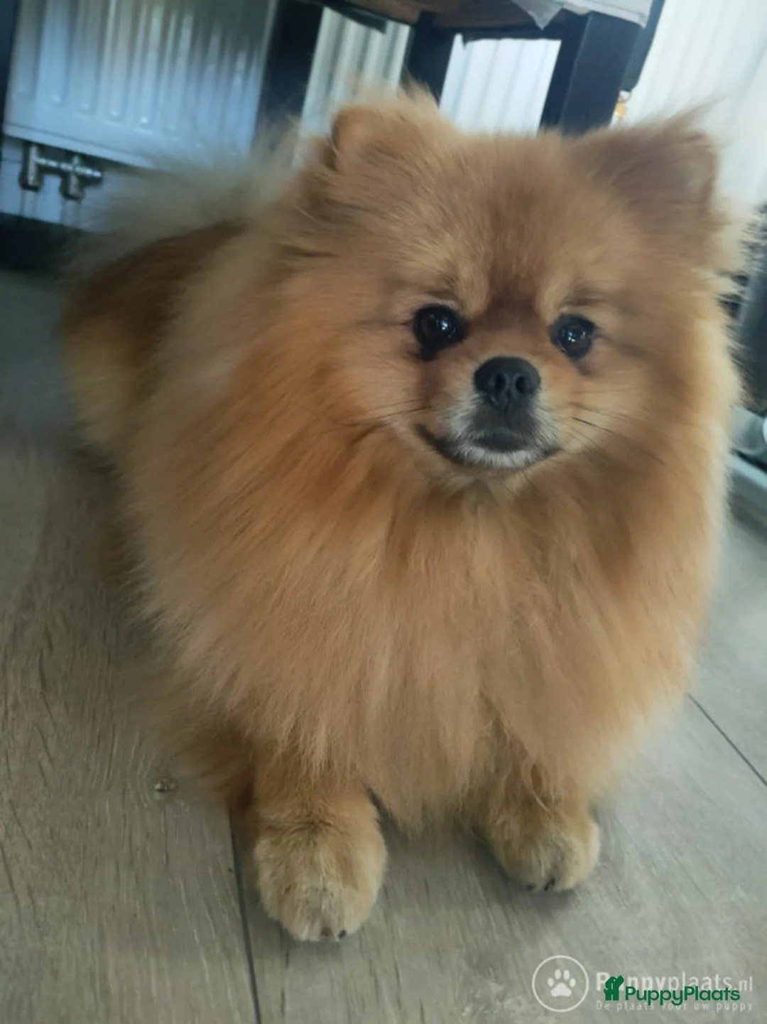 Kruising honden ter dekking: Pomeranian dekreu in Harderwijk - Advertentie 5