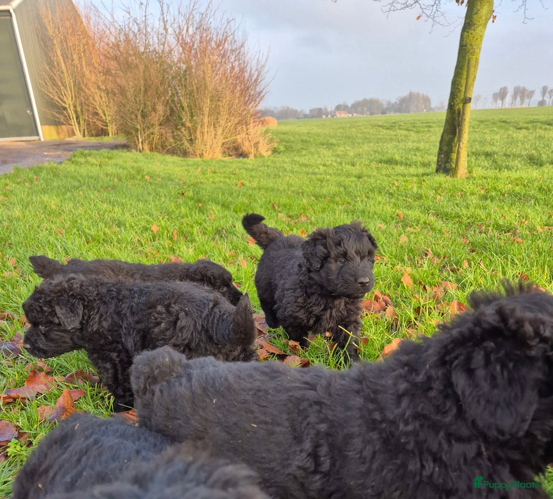Bouvier des Flandres honden te koop: Raszuivere bouvier pups zonder stamboom. Gitzwart - Advertentie 5