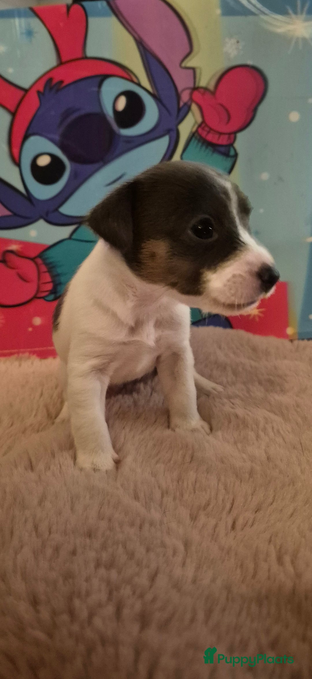 Jack Russel Terriër honden te koop: Super mooie jackrussel pups mogen met kerst mee  - Advertentie 9
