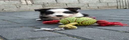 Border Collie honden te koop: Border collie pups - Advertentie 14