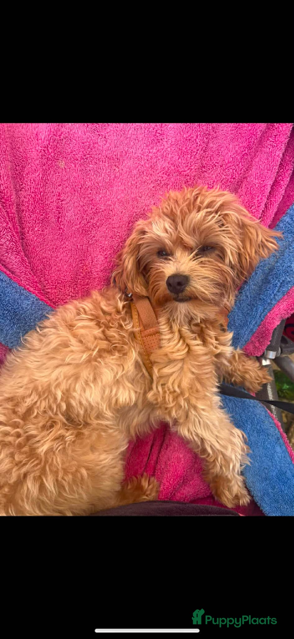 Maltipoo honden te koop: Maltipoo pups - Advertentie 1
