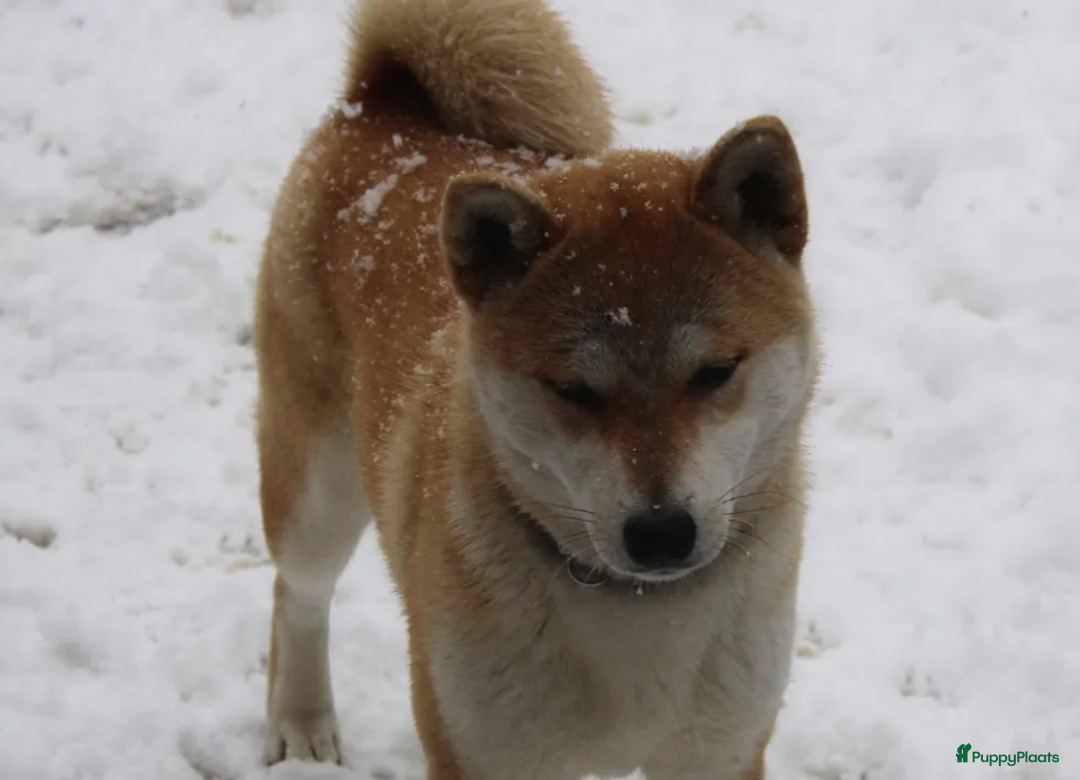 Shiba honden te koop: Shiba teefje met stamboom - Afbeelding 30