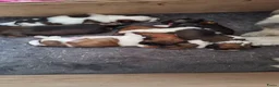 Kruising honden te koop: Lhasa-apso-Boemertjes - Advertentie 3