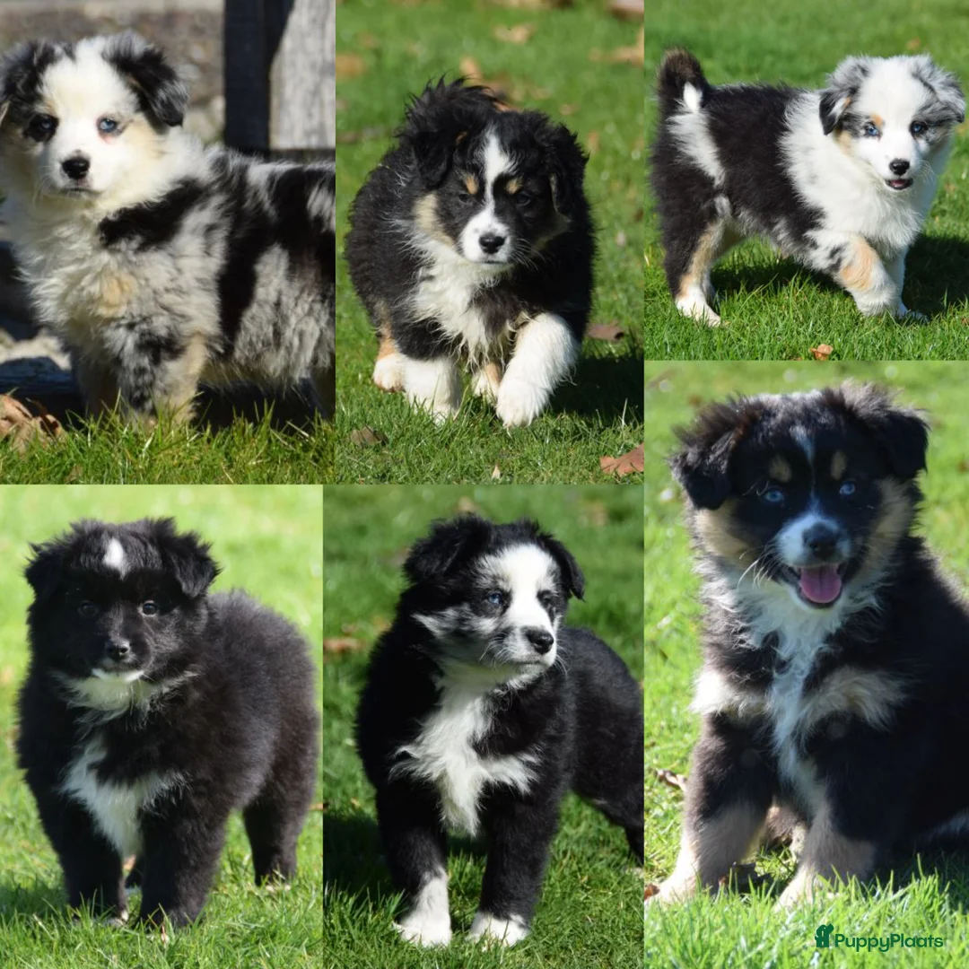 Australian Shepherd honden te koop: prachtige Miniature American Shepherd (MAS)pups - Advertentie 1