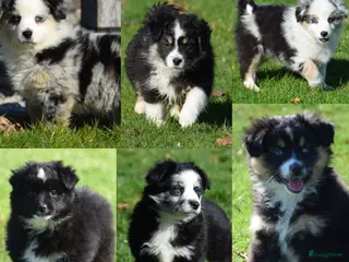 Australian Shepherd honden prachtige Miniature American Shepherd (MAS)pups - Advertentie 9