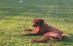 Rhodesian Ridgeback honden te koop: Rhodesian Ridgeback pups - Afbeelding 13