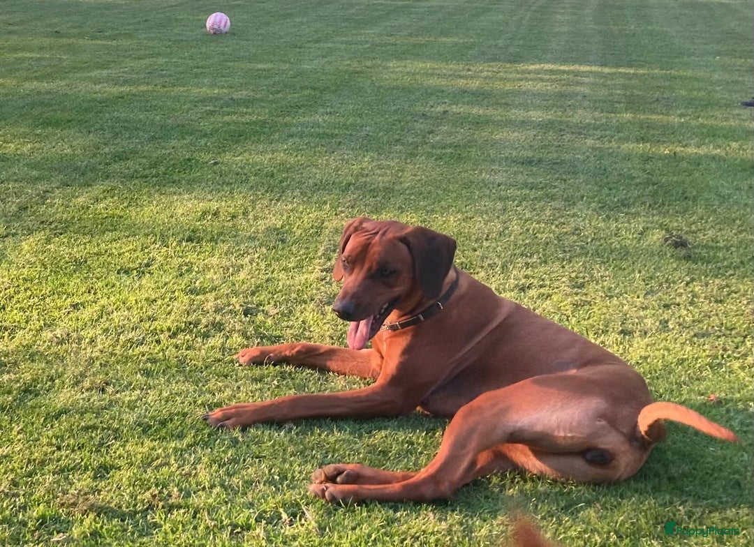 Rhodesian Ridgeback honden te koop: Rhodesian Ridgeback pups - Afbeelding 13