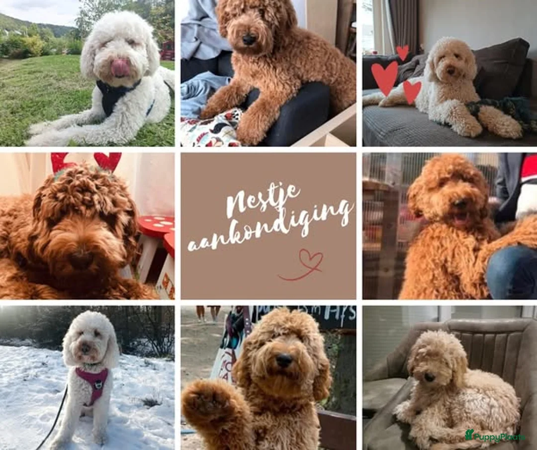 Labradoodle honden te koop: Prachtige Labradoodle Pups in Budel-Dorplein - Advertentie 2