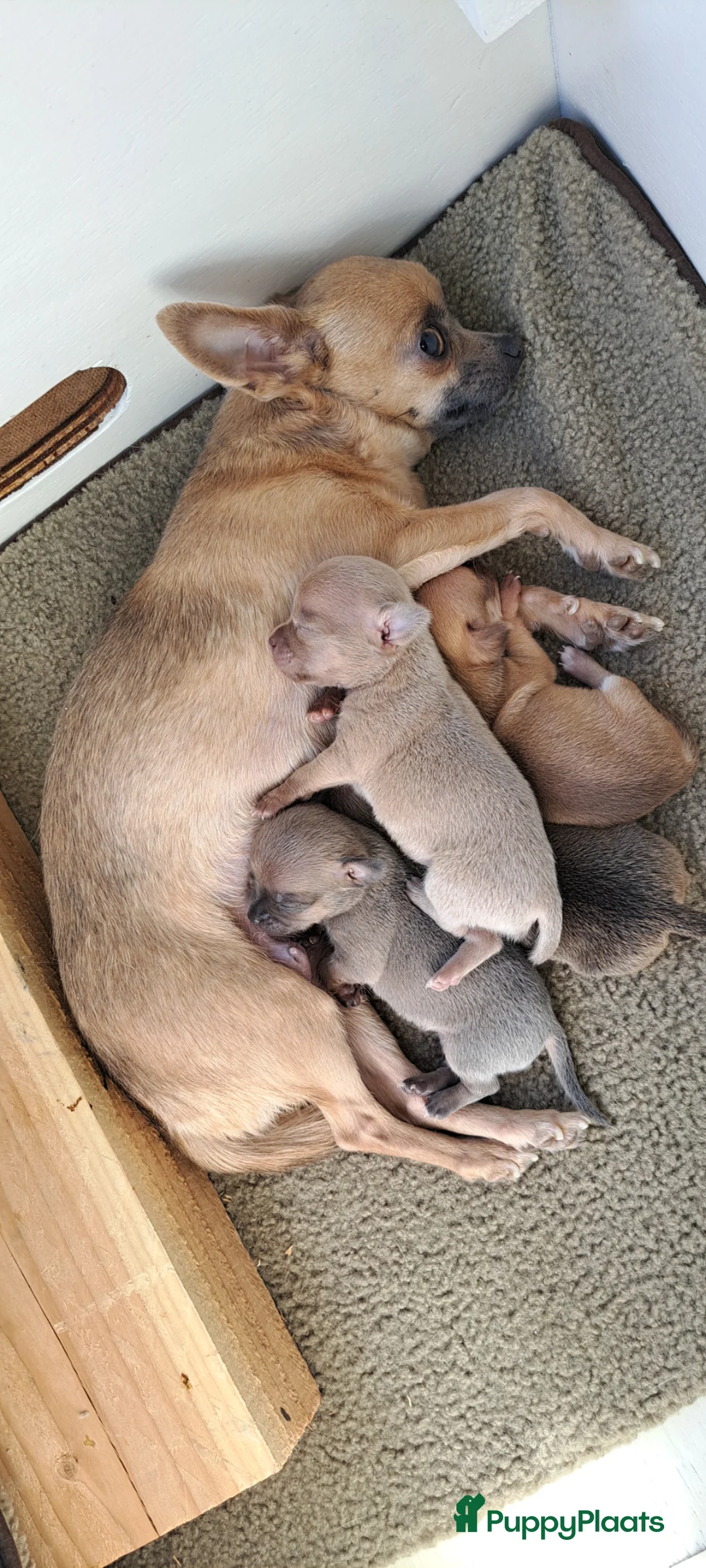 Chihuahua honden te koop: Chihuahua reu - Advertentie 1