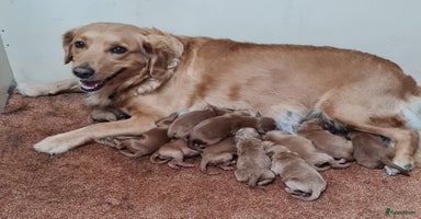 Kruising honden 🐾 Nova Scotia x Labradoodle puppy’s te koop! 🐾 - Advertentie 2