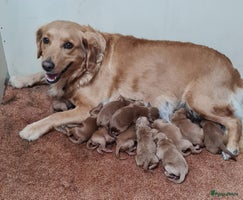 Kruising honden 🐾 Nova Scotia x Labradoodle puppy’s te koop! 🐾 - Advertentie 2