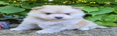 Kruising Puppy 3