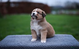 Nova Scotia Duck Tolling Retriever honden te koop: Toller x Australian Shepherd pups in Maurik - Afbeelding 1