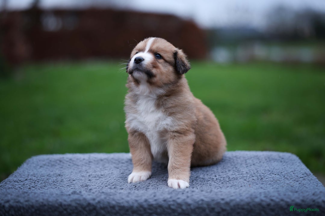 Nova Scotia Duck Tolling Retriever honden te koop: Toller x Australian Shepherd pups in Maurik - Afbeelding 1