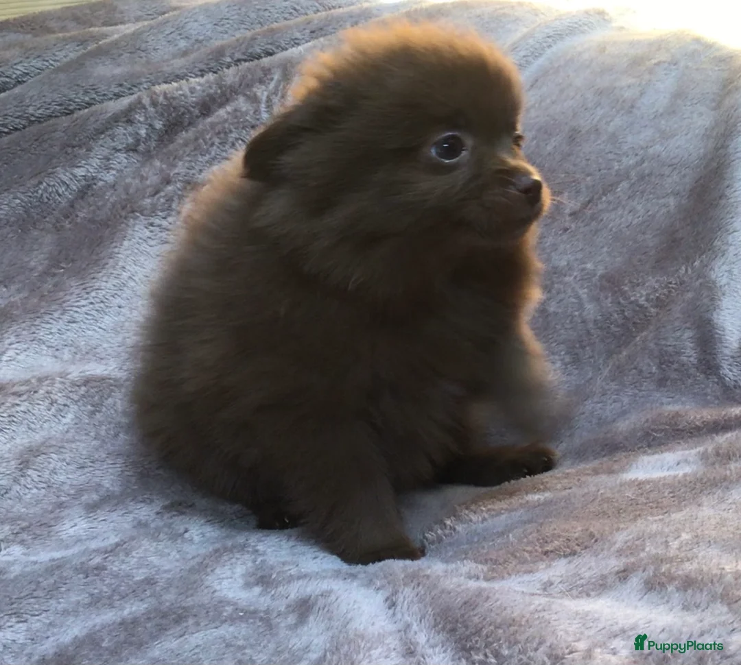 Pomchi honden te koop: Pomchi pups te koop - Advertentie 17
