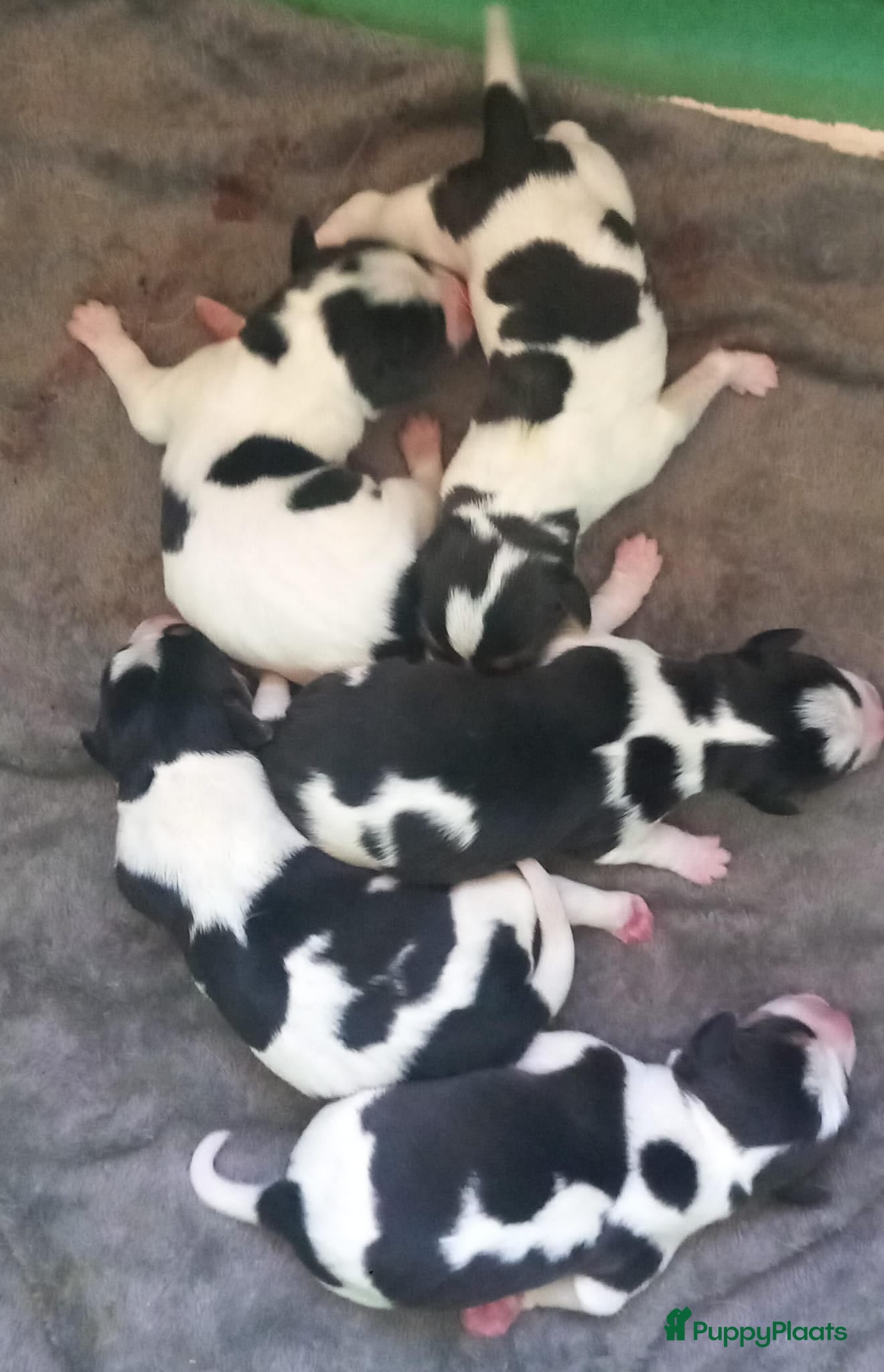 Boerenfox honden te koop: Prachtige driekleurige Boerenfox pups - Advertentie 3