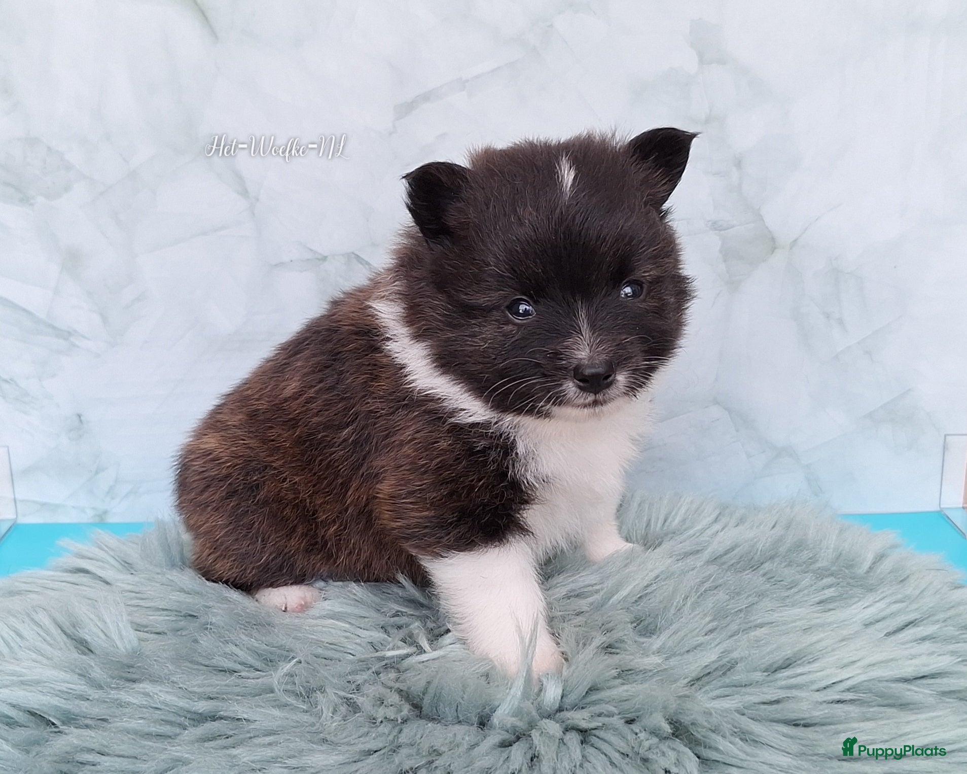 Pomsky honden te koop: Nuts 💙 F1b pomsky reu - Advertentie 3