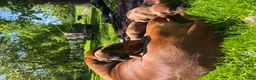 Rhodesian Ridgeback honden te koop: Rhodesian Ridgeback pups  in Abcoude - Advertentie 3