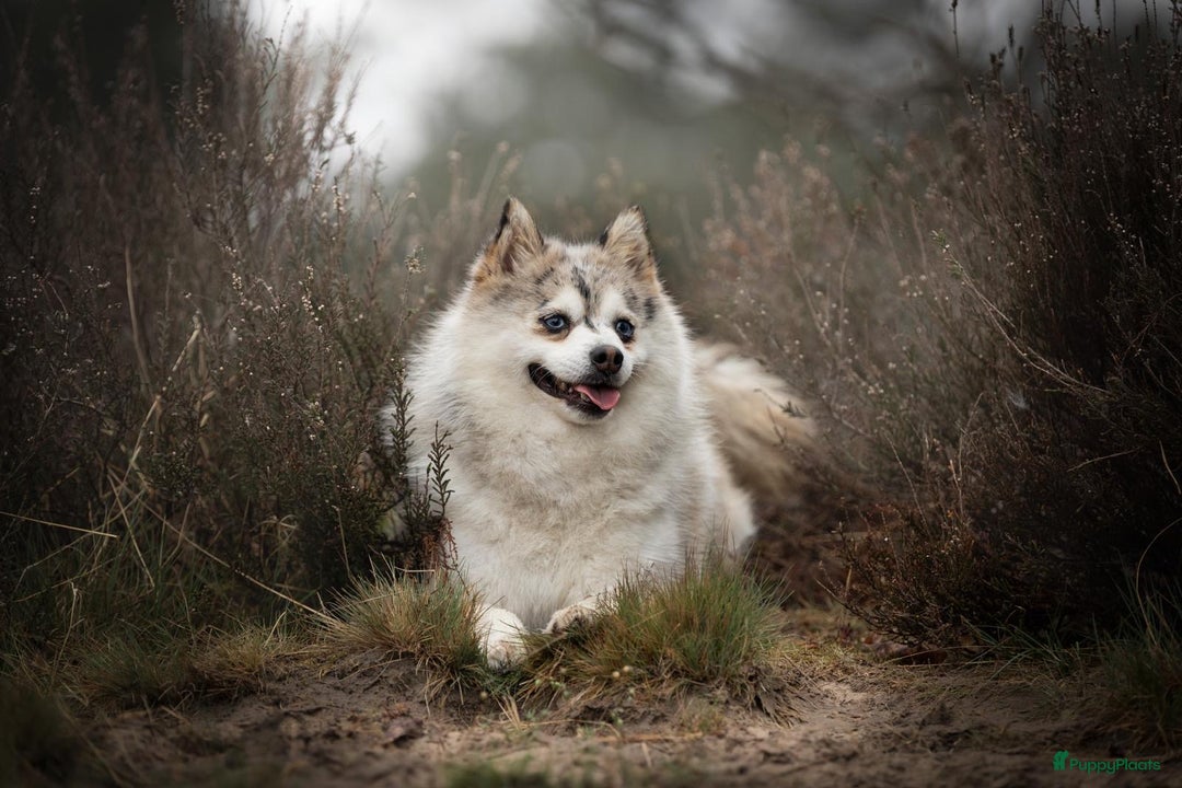 Pomsky honden te koop: Super mooie Pomsky puppy’s  - Afbeelding 14