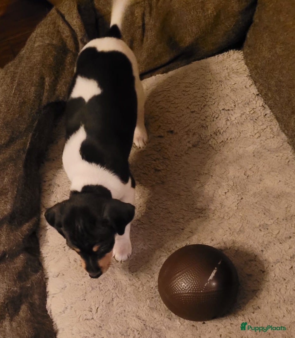 Kruising honden Boerenfox puppy's  - Advertentie 2