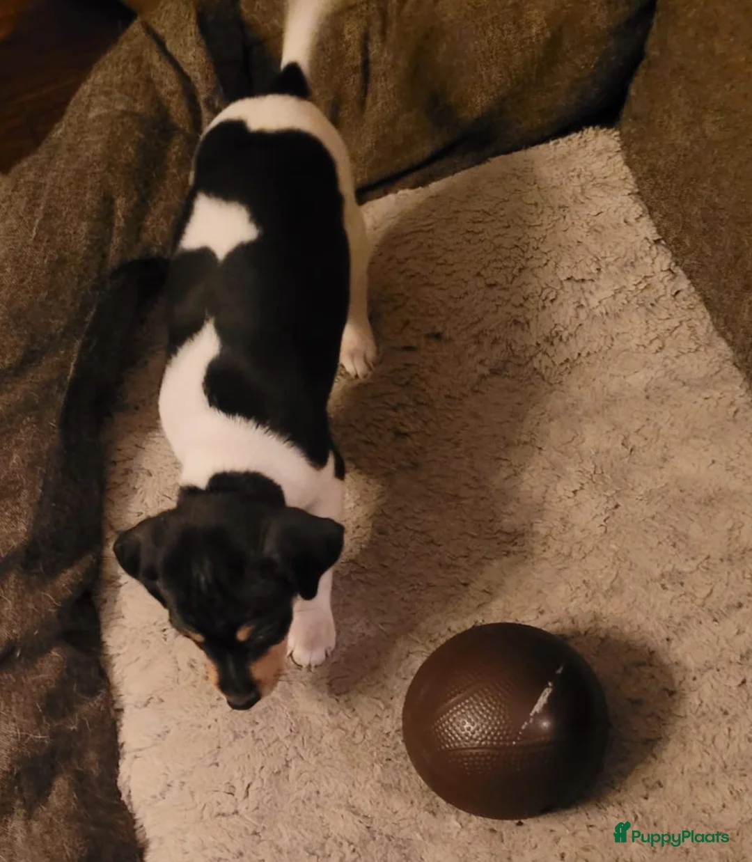 Kruising honden te koop: Boerenfox puppy's  - Advertentie 2