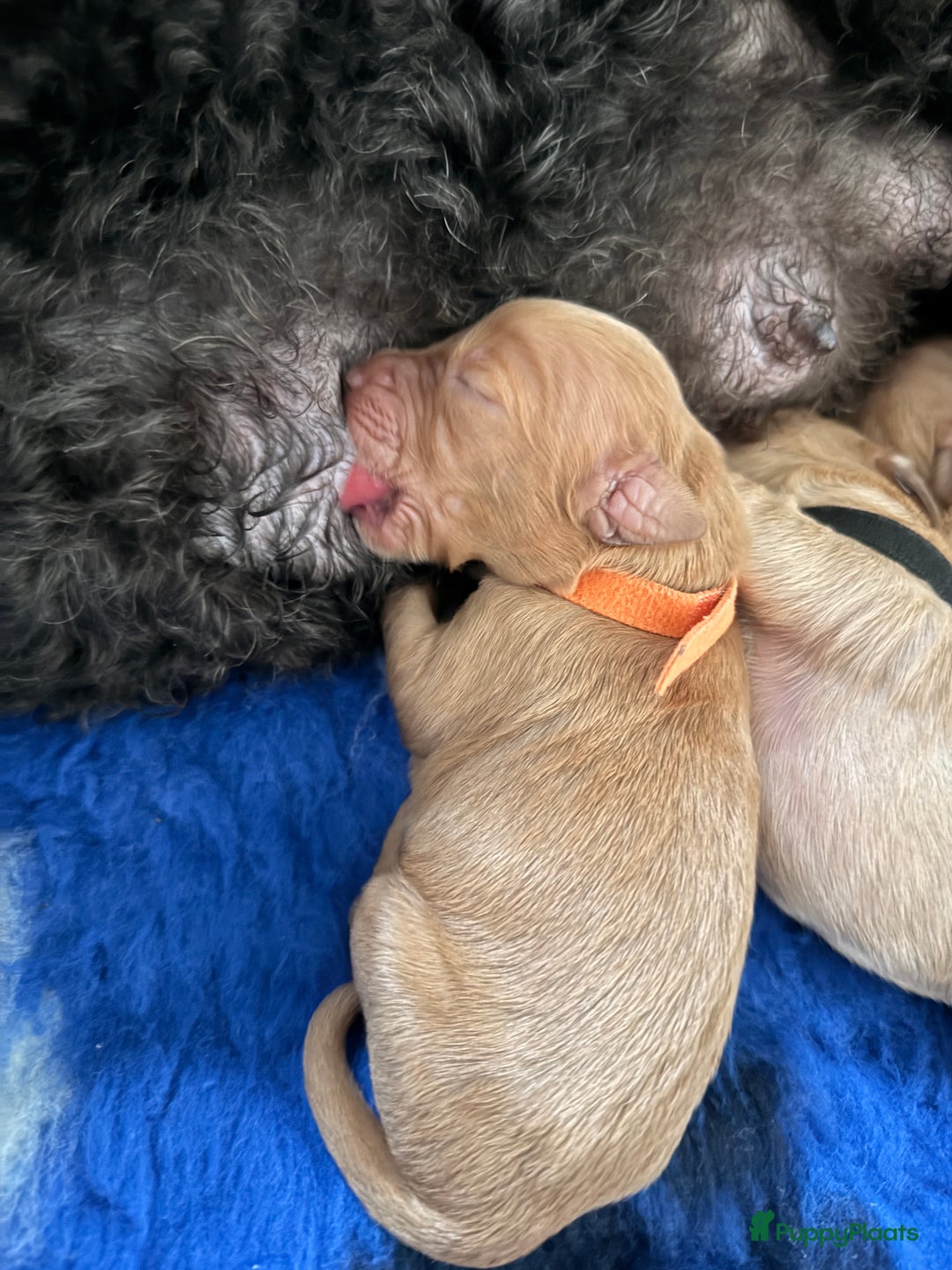 Kruising honden te koop: Goldendoodle/labradoodle  - Advertentie 24