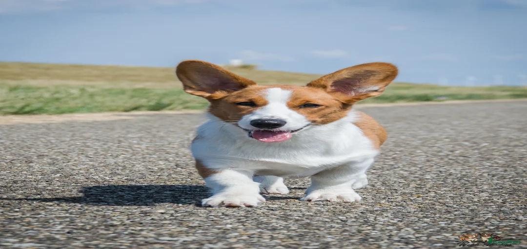 Galerij afbeelding {{count}}