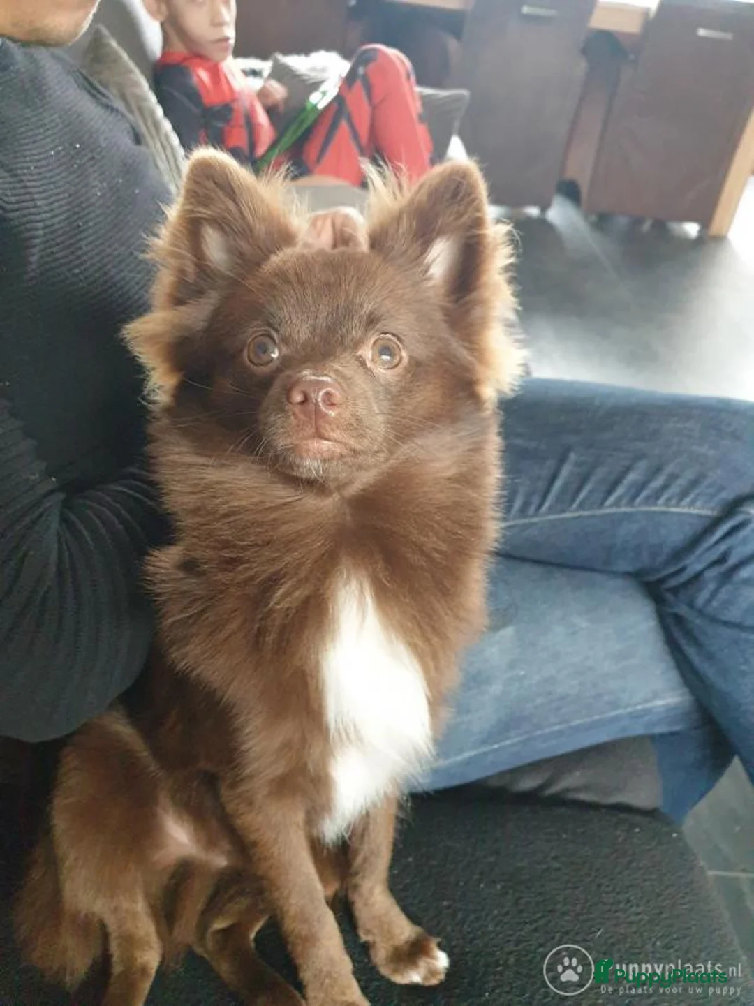 Pomeriaan honden ter dekking: Dekreu dwergkees pomeriaan eldzame kleur donker bruin ( niet te koop ) in Geertruidenberg - Advertentie 2