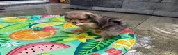 Pomeriaan honden te koop: Pomeriaan pup Merle, sable en black and tan - Advertentie 20
