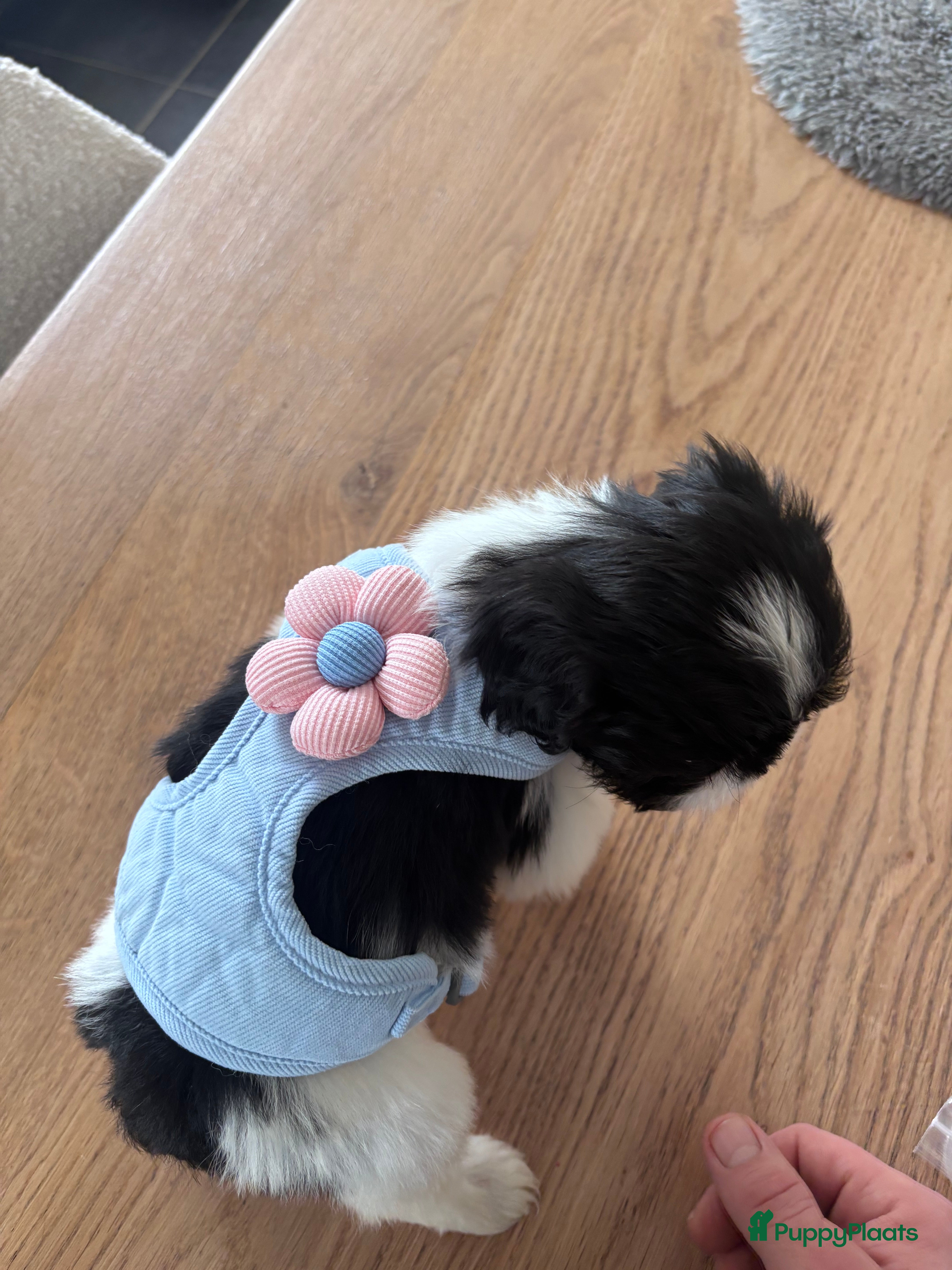 Shih Tzu honden Shih tzu teefje speels lief aanhankelijk - Advertentie 2