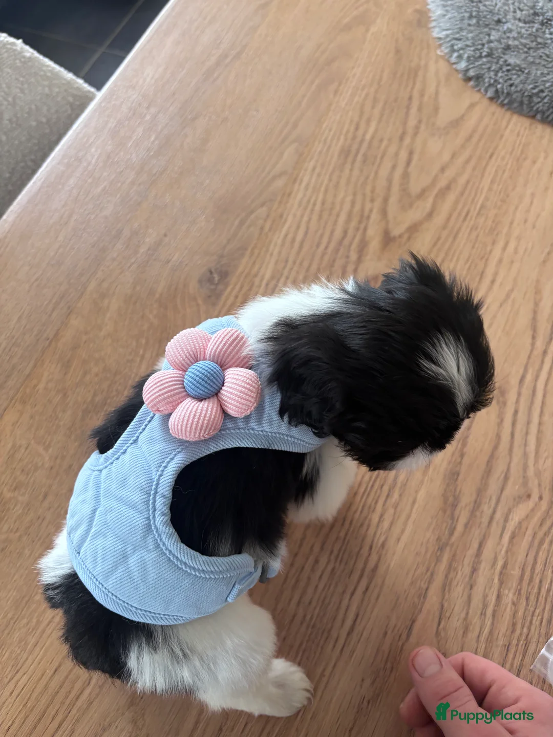 Shih Tzu honden te koop: Shih tzu teefje speels lief aanhankelijk - Advertentie 2