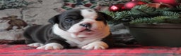 Old English Bulldog honden te koop: Prachtige Old English Bulldog pups met stamboom - Advertentie 5