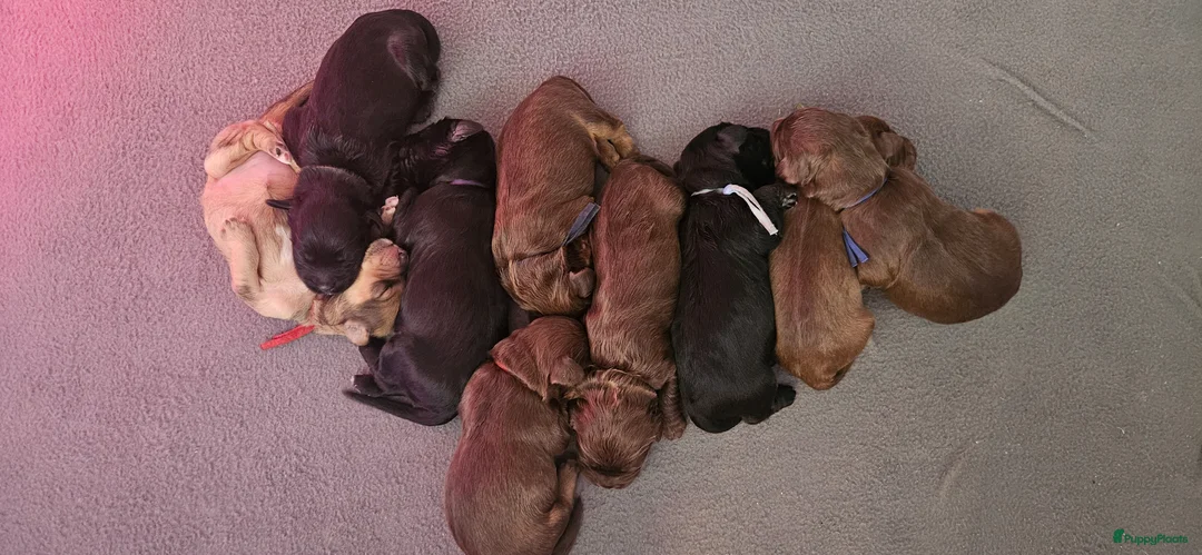 Kruising honden te koop: Prachtige labradoodles/goldendoodle pups - Advertentie 15