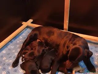 Labrador Retriever honden labrador pups FCI stamboom - Advertentie 1