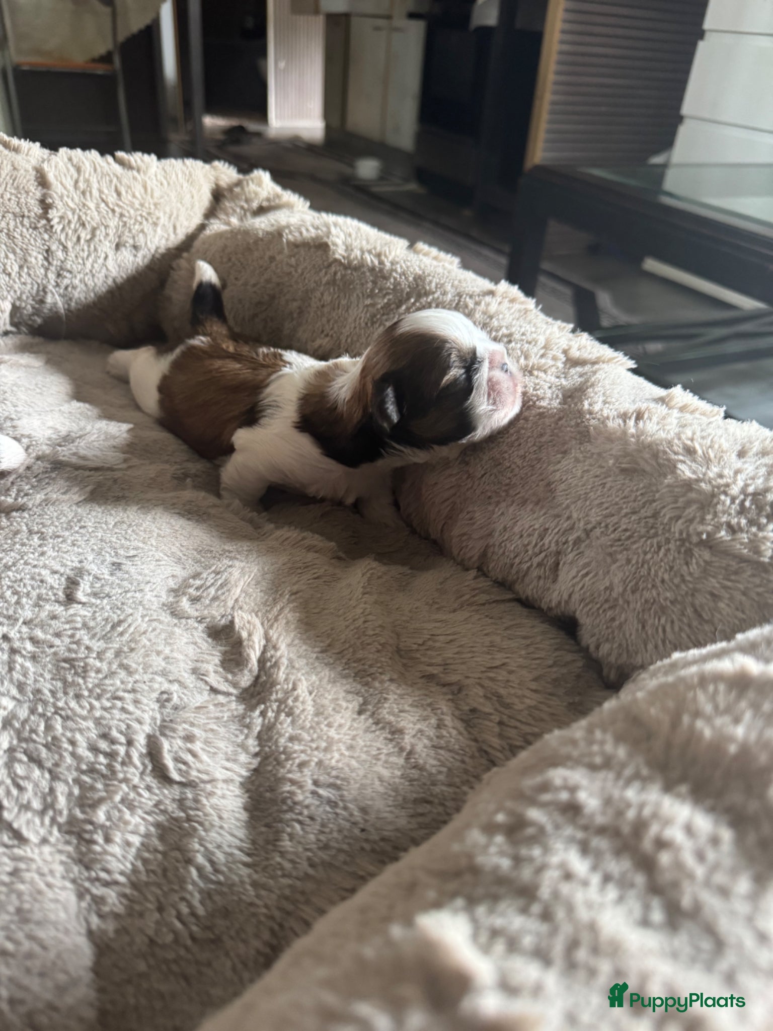 Shih Tzu honden te koop: Raszuivere Shih Tzu-puppy's met een klein tongetje - Advertentie 2