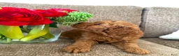 Kruising honden te koop: Dwergpoedelpuppy’s  - Advertentie 4