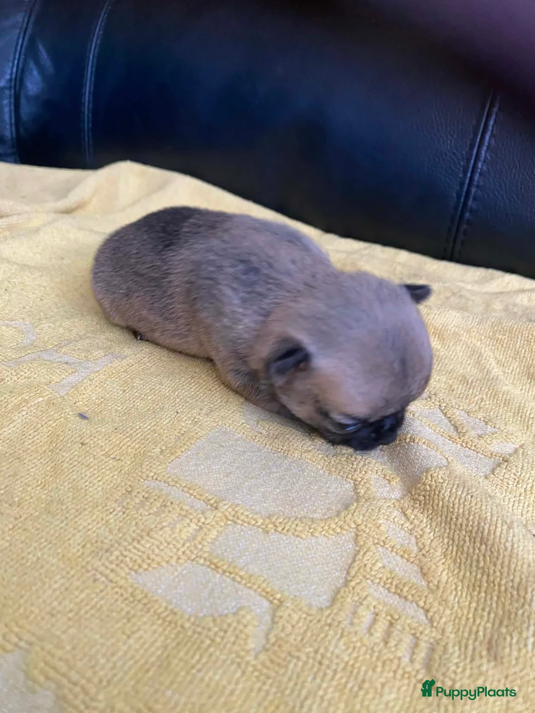 Chihuahua honden te koop: Knappe chihuahua pups - Advertentie 8