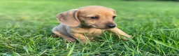 Kruising honden te koop: Kortharige teckels met vleugje chihuahua  - Advertentie 4