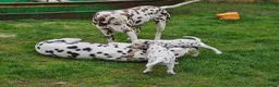 Dalmatiër honden te koop: dalmatiër puppy's zoeken leuk baasje. - Advertentie 10