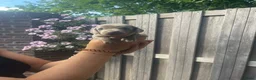 Teckel (korthaar)  honden te koop: Korthaar dwergteckel brown-tan + grey-tan. - Advertentie 7
